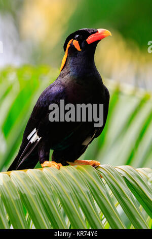 Hill Mynah Stockfoto