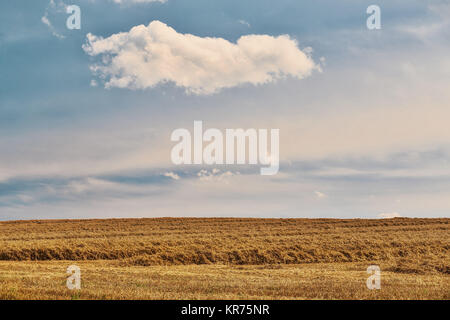 Geerntete Feld fith Cloud auf blauen Himmel Stockfoto