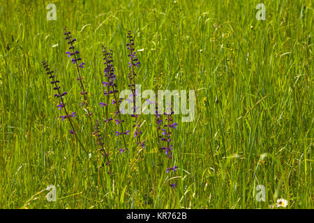 Salvia, Salbei Salvia Wild, Blau, Salvia Patens, Masse der lila Blumen wachsen im Freien im Bereich der Butterblumen. Stockfoto