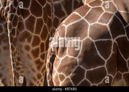 Afrikanische Giraffe, wieder ausführlich von Coat Muster. Stockfoto