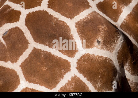 Afrikanische Giraffe, wieder ausführlich von Coat Muster. Stockfoto