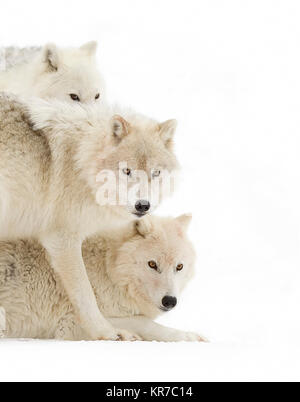 Arktische Wölfe (Canis lupus arctos) stehen im Winter schnee Kanada Stockfoto