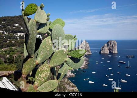 Beschädigte Feigenkakteen und Blick auf Touristische boote Verkehr am Faraglioni, Insel Capri, Neapel, Kampanien, Italien. Juni 02, 2017 Credit Stockfoto