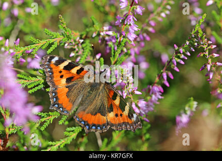 Kleiner Fuchs nymphalis urticae auf Heidekraut calluna vulgaris Stockfoto