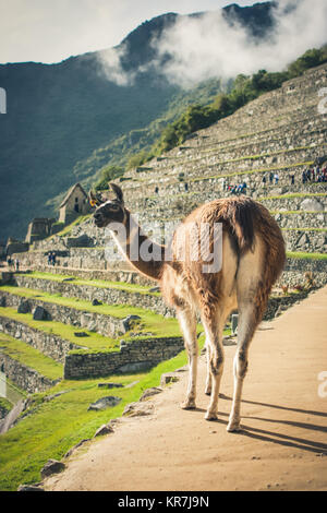 Llama aus gesehen hinter in Machu Picchu, Cuzco, Peru Stockfoto