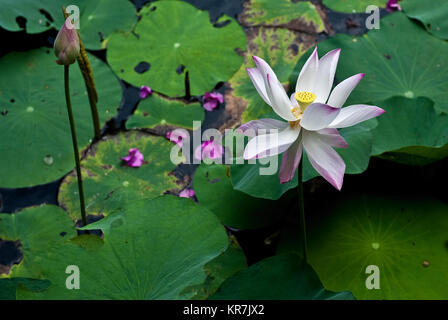 Lotus Blume in einem Teich im Mekong Delta in Vietnam. Stockfoto