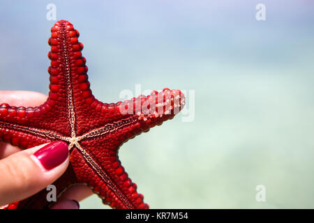 Seesterne in der Lagune am südlichen Strand am Meer. Marin Stockfoto