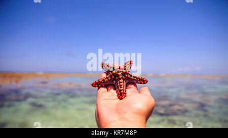 Seesterne in der Lagune am südlichen Strand am Meer. Marin Stockfoto