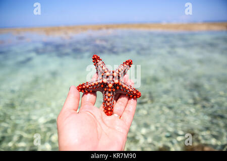 Seesterne in der Lagune am südlichen Strand am Meer. Marin Stockfoto