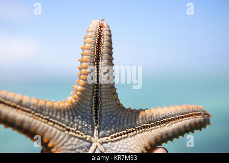 Seesterne in der Lagune am südlichen Strand am Meer. Marin Stockfoto