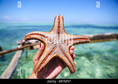 Seesterne in der Lagune am südlichen Strand am Meer. Marin Stockfoto