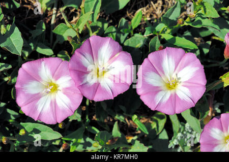 Trompetenförmigen Blüten lila Bindweed, Convolvulus arvensis, eine invasive Weinreben aka Mehrjährig Morning Glory, Acker-winde oder schleichende Jenny Stockfoto