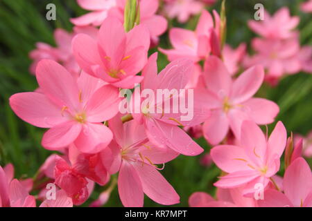 Die schizostylis coccinea unrise', auch als Hesperantha coccinea 'Sunrise', lachs-rosa krautige Staude, Blüte in einem Englischen Garten Grenze Stockfoto