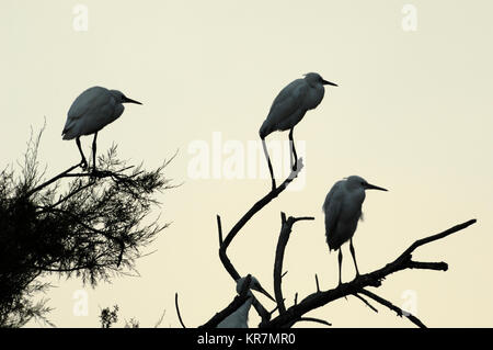 Drei kleine Reiher, Egretta garzetta, Silhouetted in Baum des Heronry oder Heron Rookery, Camargue, Provence, Frankreich Stockfoto