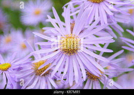 Aster frikarttii 'Monch', auch als Aster amellus 'Monch', blühende, in der Grenze ein Englischer Garten im September, Großbritannien Stockfoto