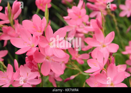 Die schizostylis coccinea unrise', auch als Hesperantha coccinea 'Sunrise', lachs-rosa krautige Staude, Blüte in einem Englischen Garten Grenze Stockfoto