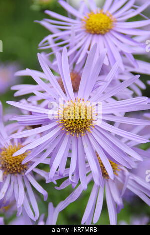 Aster frikarttii 'Monch', auch als Aster amellus 'Monch', blühende, in der Grenze ein Englischer Garten im September, Großbritannien Stockfoto