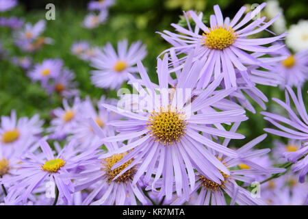 Aster frikarttii 'Monch', auch als Aster amellus 'Monch', blühende, in der Grenze ein Englischer Garten im September, Großbritannien Stockfoto