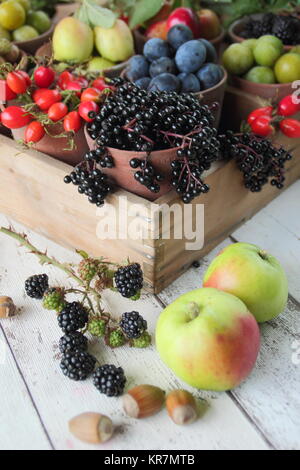 Herbst Früchte, Beeren, Nüsse (Holunder, Brombeere, crabapples, cobnuts, Hagebutten, schlehen) aus dem Englischen von Hecken in Töpfen und Holz- fach abgeholt Stockfoto