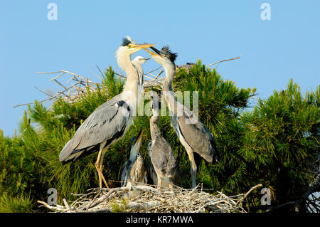 Paar Erwachsene Graureiher Ardea cinerea und Junge oder Flügge am Nest, in einem Heronry oder Heron Rookery, Camargue, Provence, Frankreich Stockfoto