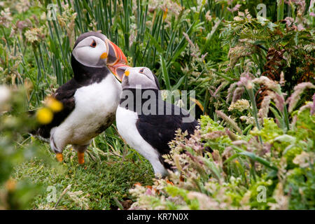 Papageientaucher auf Skomer Island, Pembrokeshire, Wales Stockfoto