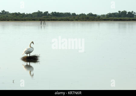 Single Höckerschwan Cygnus olor, auf Nest in der Mitte der Vaccarès See oder Etang, Camargue, Provence, Frankreich Stockfoto