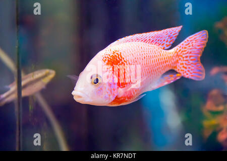 Foto von roten Mbunas Fische im aquarium Stockfoto