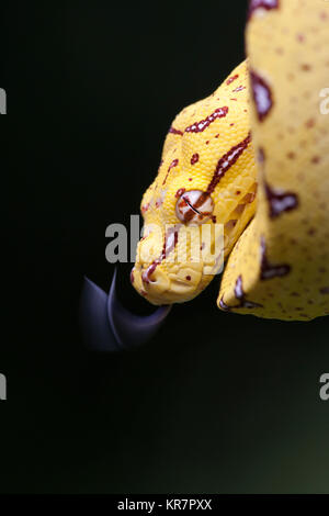 Junge Green Tree Python (Morelia viridis) hängen an Zweig flippen Zunge. Stockfoto