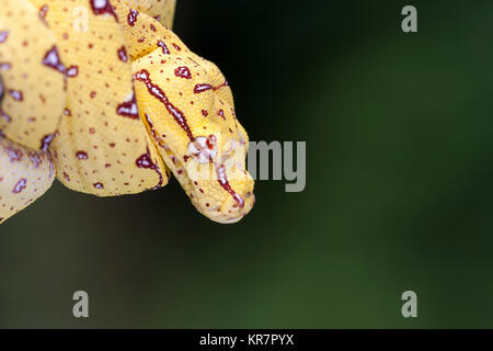 Junge Green Tree Python (Morelia viridis) Hängen an Bran wartet auf Beute. Immatures dieser Art sind oft gelb oder rotbraun gefärbt. Stockfoto