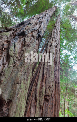 Muir Woods National Monument in Marin County Stockfoto