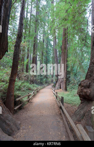 Muir Woods National Monument in Marin County Stockfoto