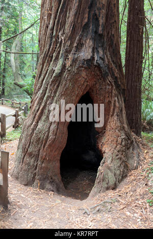 Muir Woods National Monument in Marin County Stockfoto