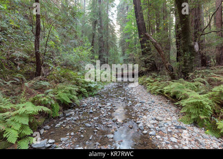 Muir Woods National Monument in Marin County Stockfoto