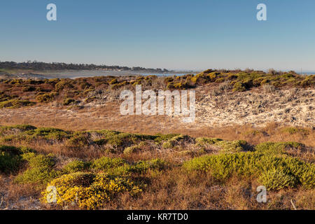 Asilomar State Beach in der Nähe von Pacific Grove Stockfoto