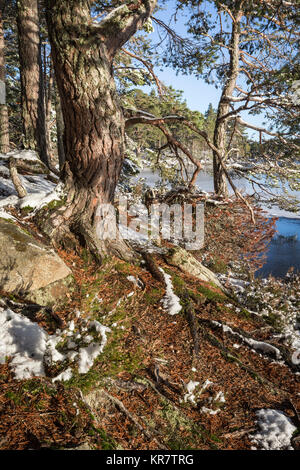 Highland Natur im Winter bei Loch Garten in den Highlands von Schottland. Stockfoto