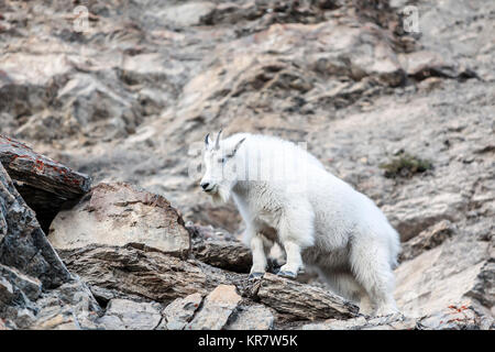 Bergziege stehend auf Felsen, Jasper National Park, Alberta, Kanada. Stockfoto