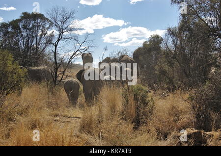 Elefanten bei der Pilanesberg National Park, North West Provinve, Südafrika Stockfoto