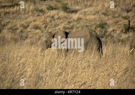 Elefanten bei der Pilanesberg National Park, North West Provinve, Südafrika Stockfoto