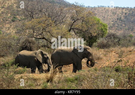 Elefanten bei der Pilanesberg National Park, North West Provinve, Südafrika Stockfoto