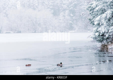 Winterlandschaft von Enten und ein halb zugefrorenen See im Schwarzwald, Deutschland. Stockfoto