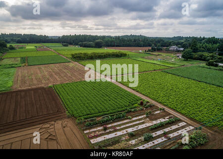 Shimousa Plateau, Tako Stadt, Katori Bezirk, Präfektur Chiba, Japan Stockfoto