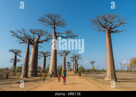 Lokale madagassischen unter den riesigen affenbrotbäume (Adansonia grandidieri) gesäumt von Bäumen der Allee der Baobabs in der Nähe von Morondava. Madagaskar, Afrika. Stockfoto