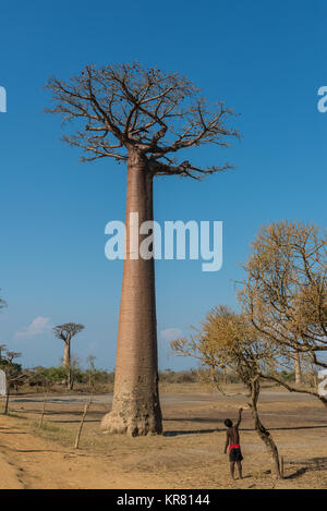 Einem jungen Madagassischen boy Spielen unter einem riesigen affenbrotbäume (Adansonia grandidieri) Baum. Madagaskar, Afrika. Stockfoto