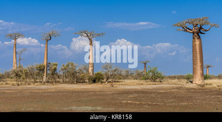 Ein madagassischer Mann, zwischen riesigen affenbrotbäume (Adansonia grandidieri) gesäumt von Bäumen der Allee der Baobabs in der Nähe von Morondava. Madagaskar, Afrika. Stockfoto