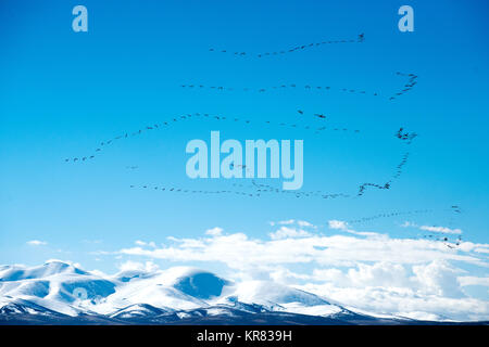 Der Schwarm Gänse auf dem Qinghai Tibet Plateau, China Stockfoto