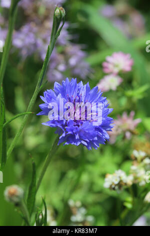 Kornblumenblau, Centaurea cyanus Stockfoto