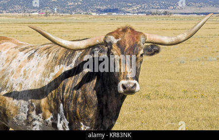 LONGHORN KUH an SAATKRÄHEN RANCH, BUENA VISTA, Colorado Stockfoto