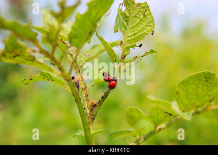 Larven von Colorado Käfer auf die Blätter einer Kartoffel Stockfoto