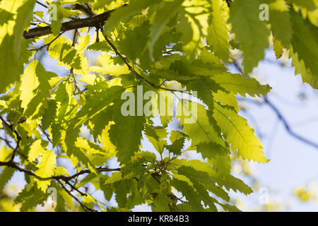 Libanon-Eiche, Libanoneiche, Quercus libani, Quercus vesca, Libanon Eiche, Le Chêne du Liban Stockfoto