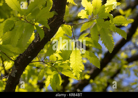 Libanon-Eiche, Libanoneiche, Quercus libani, Quercus vesca, Libanon Eiche, Le Chêne du Liban Stockfoto